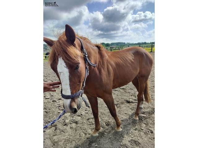 Lot 43 - opgeschort !! - afbeelding 1 van  8