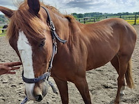 Lot 43 - opgeschort !! - afbeelding 1 van  8