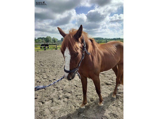 Lot 43 - opgeschort !! - afbeelding 2 van  8