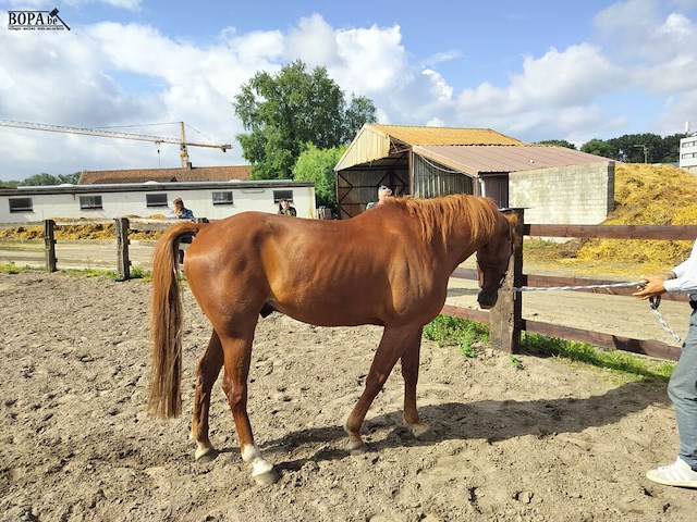 Lot 43 - opgeschort !! - afbeelding 3 van  8