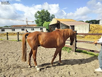 Lot 43 - opgeschort !! - afbeelding 3 van  8