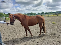 Lot 43 - opgeschort !! - afbeelding 4 van  8