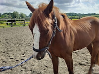 Lot 43 - paard: never de duffel - draver - afbeelding 2 van  8