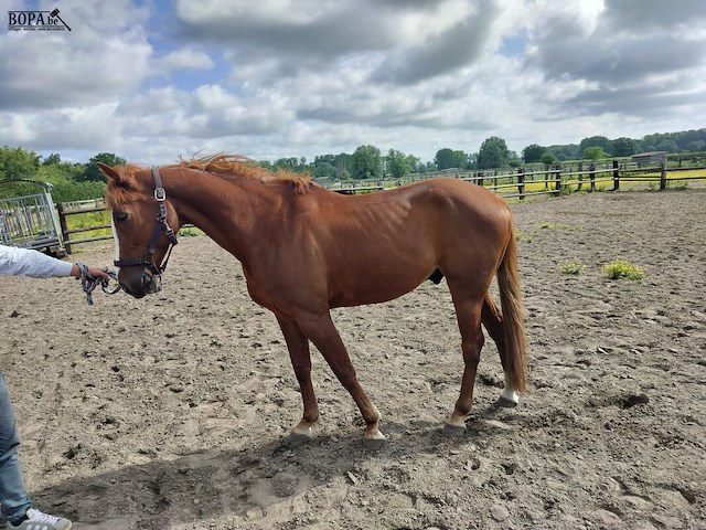 Lot 43 - paard: never de duffel - draver - afbeelding 4 van  8