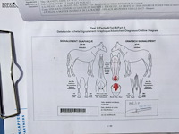 Lot 43 - paard: never de duffel - draver - afbeelding 6 van  8