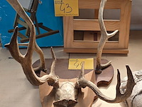 Lot 44 - geweien, 2 stuks - afbeelding 1 van  4