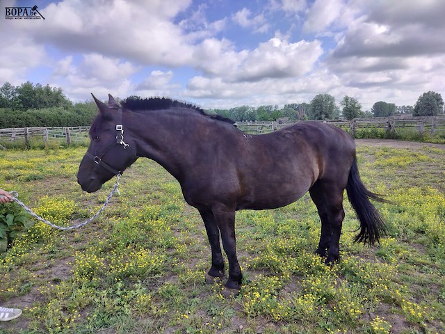 Lot 44 - paard: negruta - afbeelding 1 van  9