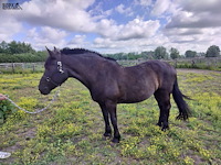 Lot 44 - paard: negruta - afbeelding 1 van  9