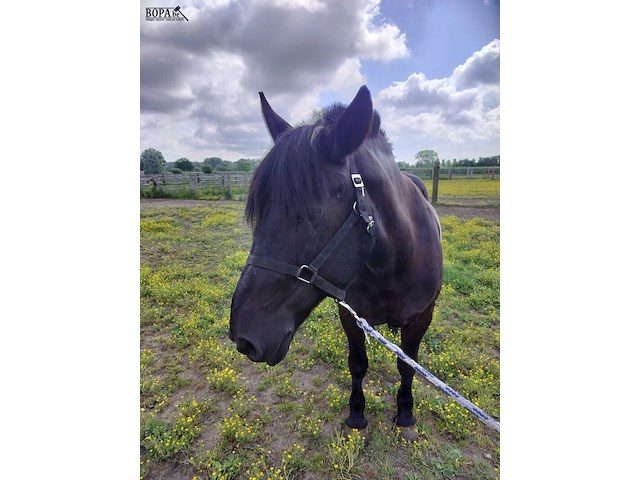 Lot 44 - paard: negruta - afbeelding 2 van  9