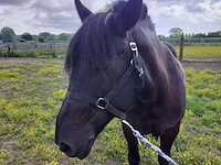 Lot 44 - paard: negruta - afbeelding 2 van  9