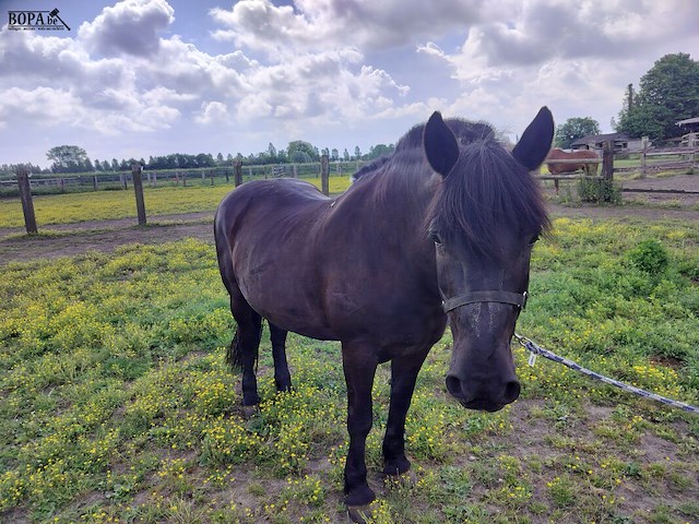 Lot 44 - paard: negruta - afbeelding 3 van  9
