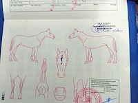Lot 44 - paard: negruta - afbeelding 8 van  9