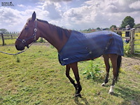Lot 45 - paard: paul severs - draver - afbeelding 1 van  10