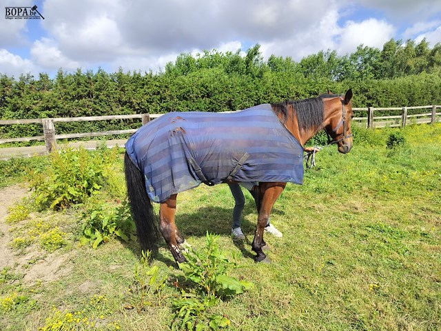 Lot 45 - paard: paul severs - draver - afbeelding 3 van  10