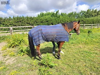 Lot 45 - paard: paul severs - draver - afbeelding 3 van  10