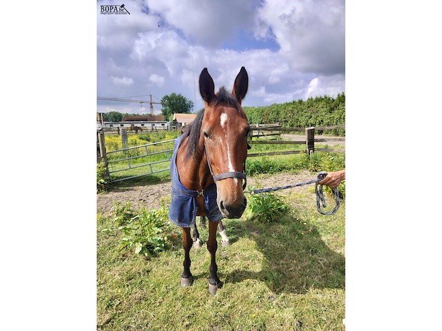 Lot 45 - paard: paul severs - draver - afbeelding 4 van  10