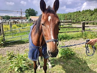 Lot 45 - paard: paul severs - draver - afbeelding 4 van  10