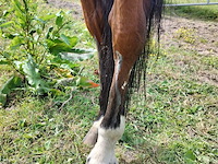 Lot 45 - paard: paul severs - draver - afbeelding 5 van  10