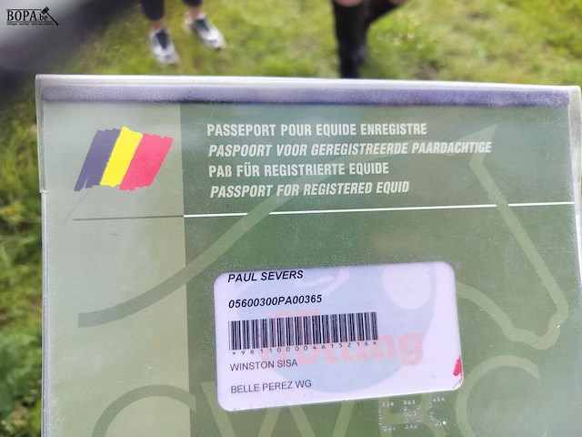 Lot 45 - paard: paul severs - draver - afbeelding 6 van  10