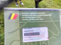 Lot 45 - paard: paul severs - draver - afbeelding 6 van  10