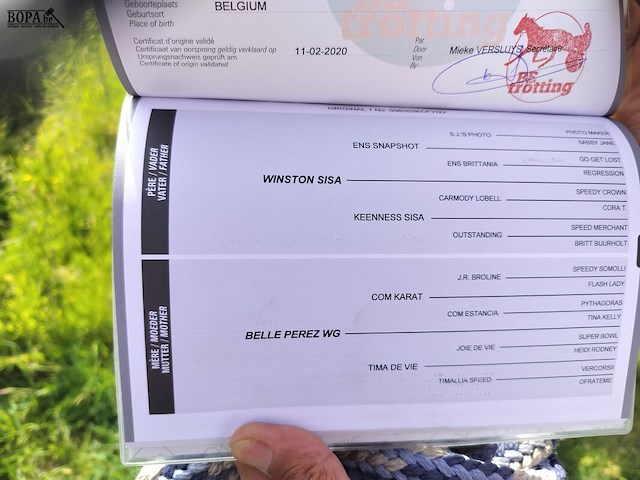 Lot 45 - paard: paul severs - draver - afbeelding 10 van  10