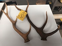 Lot 454 - geweien. 2 stuks