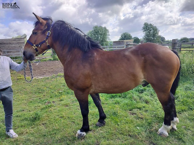 Lot 46 - paard: vladimir cyriel - afbeelding 1 van  8