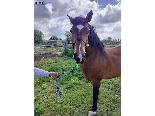 Lot 46 - paard: vladimir cyriel - afbeelding 2 van  8