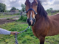 Lot 46 - paard: vladimir cyriel - afbeelding 2 van  8