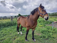 Lot 46 - paard: vladimir cyriel - afbeelding 3 van  8