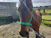 Lot 47 - paard: tulipan viii-10 - afbeelding 1 van  9