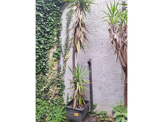 Lot 478 - bloempot met yucca plant. 2 stuks - afbeelding 1 van  2