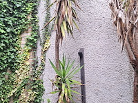 Lot 478 - bloempot met yucca plant. 2 stuks - afbeelding 1 van  2