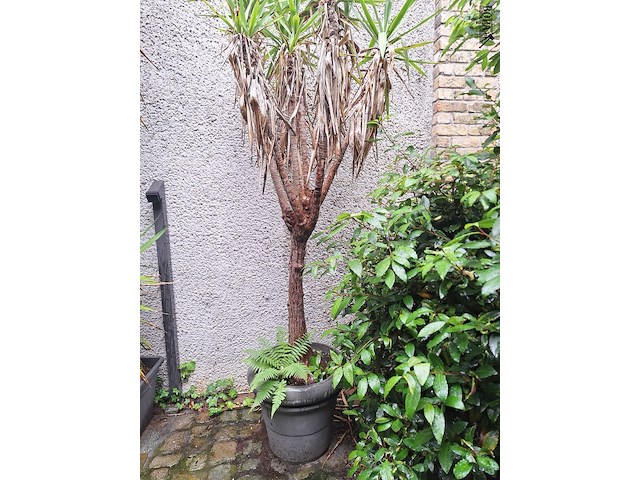 Lot 478 - bloempot met yucca plant. 2 stuks - afbeelding 2 van  2