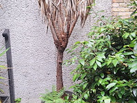 Lot 478 - bloempot met yucca plant. 2 stuks - afbeelding 2 van  2