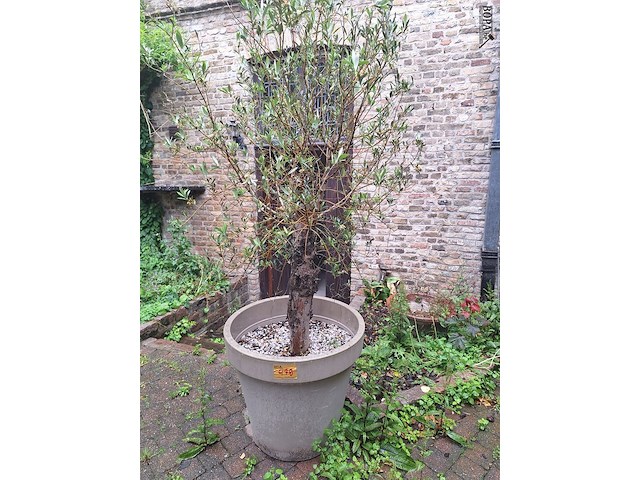 Lot 479 - bloempot met olijfboom 3 stuks - afbeelding 1 van  1