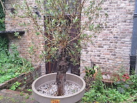 Lot 479 - bloempot met olijfboom 3 stuks - afbeelding 1 van  1