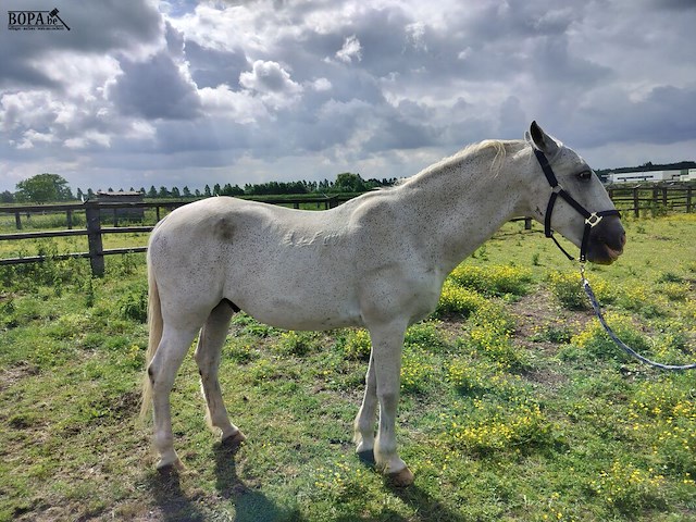 Lot 48 - paard: incitato ivan - afbeelding 1 van  10