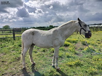 Lot 48 - paard: incitato ivan - afbeelding 1 van  10