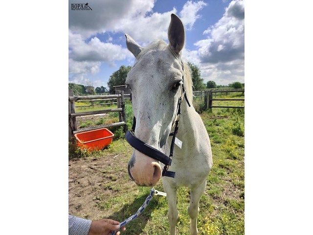 Lot 48 - paard: incitato ivan - afbeelding 3 van  10