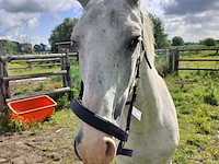 Lot 48 - paard: incitato ivan - afbeelding 3 van  10