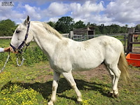 Lot 48 - paard: incitato ivan - afbeelding 4 van  10