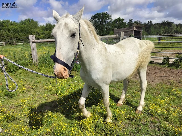 Lot 48 - paard: incitato ivan - afbeelding 5 van  10