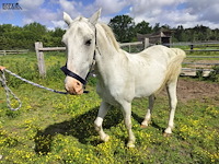 Lot 48 - paard: incitato ivan - afbeelding 5 van  10