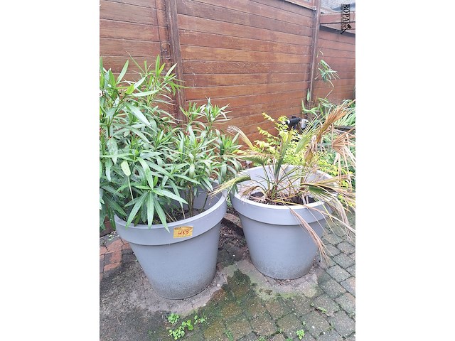 Lot 483 - bloempotten met planten. 2 stuks - afbeelding 1 van  1