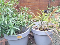 Lot 483 - bloempotten met planten. 2 stuks - afbeelding 1 van  1