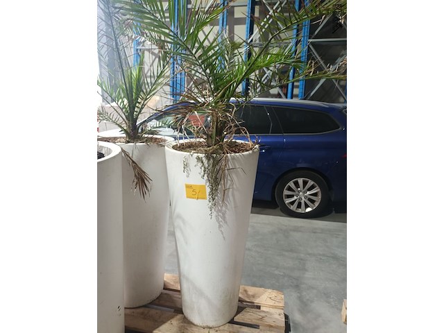 Lot 5 - dadelpalm in pot - afbeelding 1 van  3