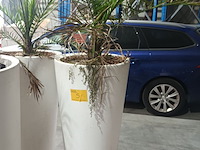 Lot 5 - dadelpalm in pot