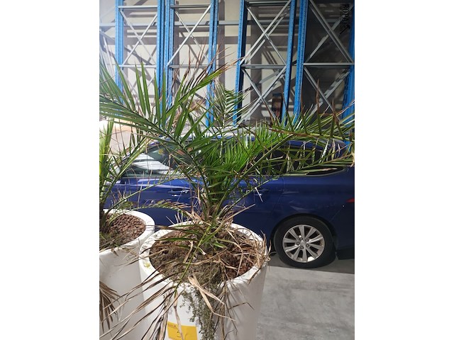 Lot 5 - dadelpalm in pot - afbeelding 2 van  3