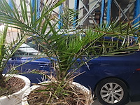 Lot 5 - dadelpalm in pot - afbeelding 2 van  3